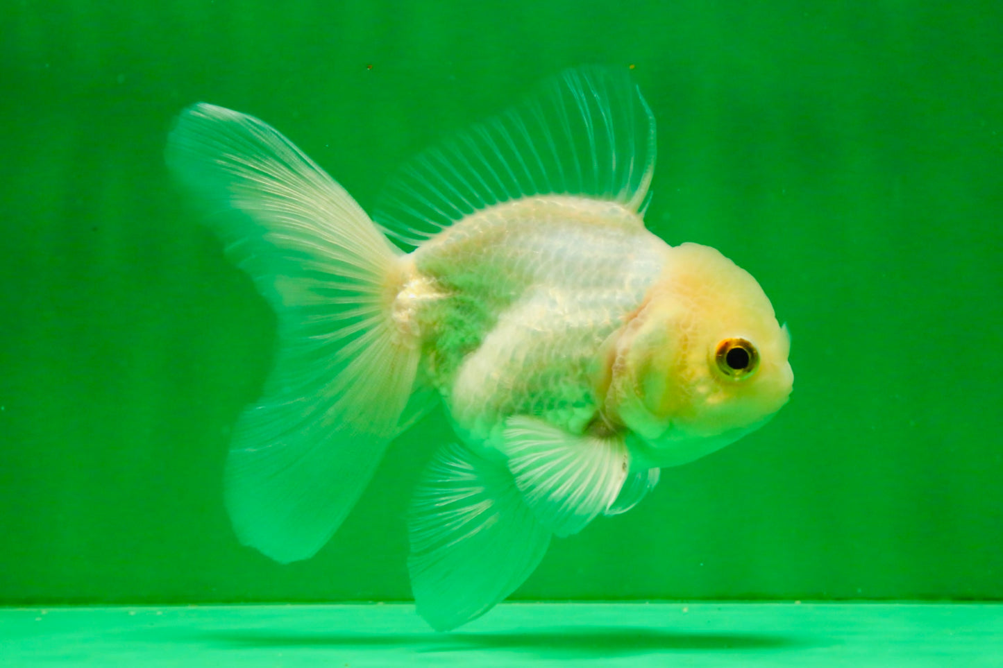 [SINGLE] White Oranda Male 4.5 inches #121925SO_03