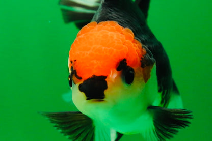 [SINGLE] Tricolor Button Eyes Oranda Female 5 inches #081525SO_12