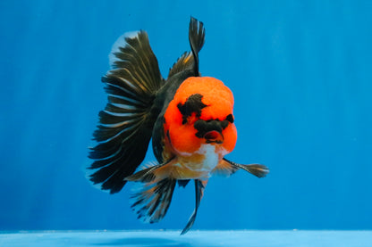 [SINGLE] Red Head Apache Oranda Male 4-4.5 inches #030626SO_01