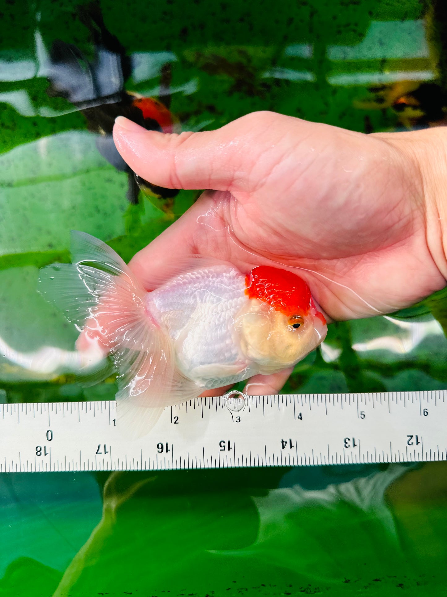 [SINGLE] Red Cap Oranda Female size 4.5 inches #112224SO_14