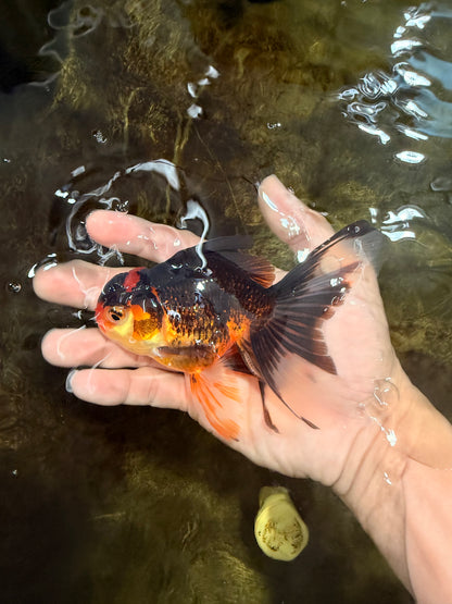 [SINGLE] Tricolor Male 5 inches #101725SO_03