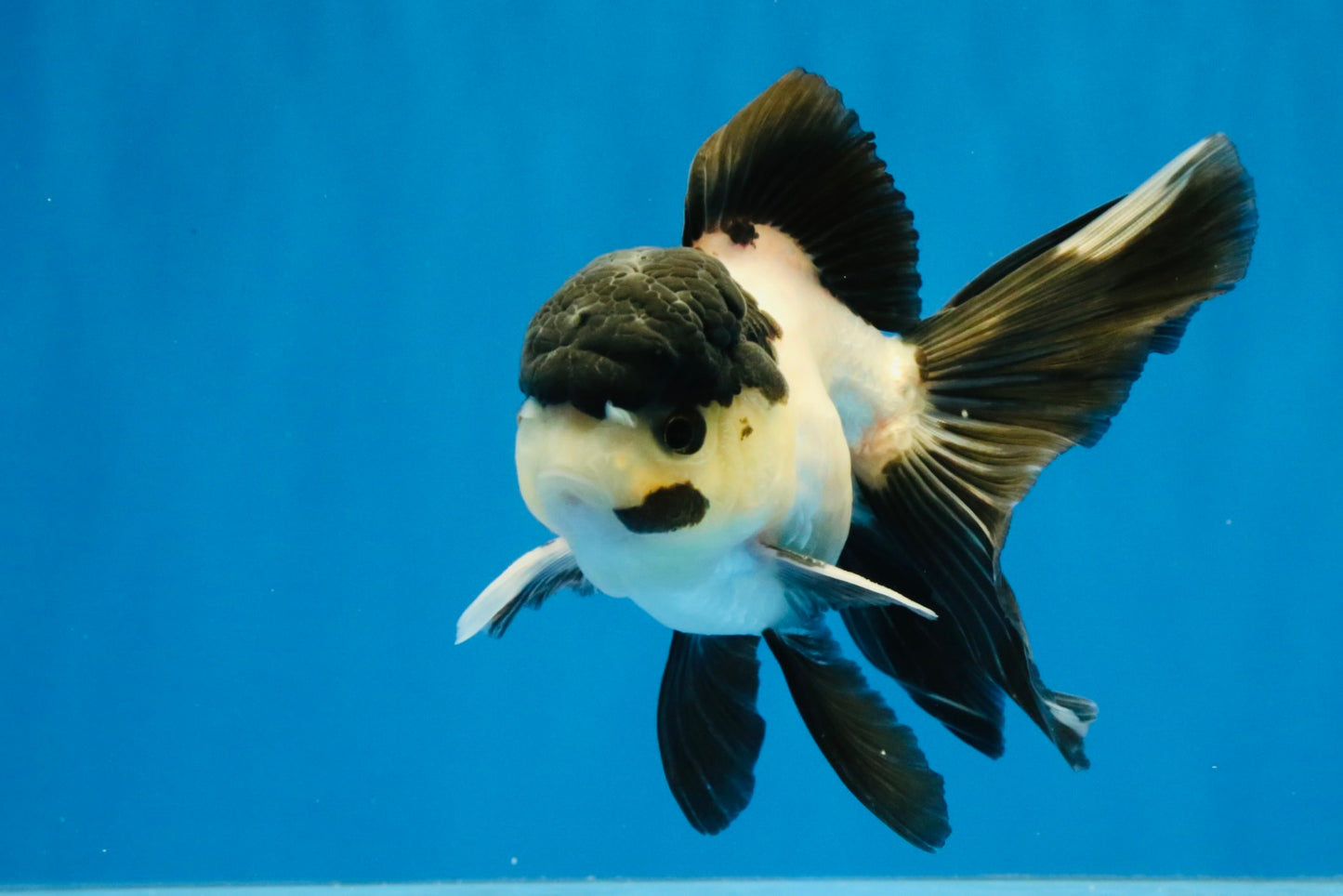 [SINGLE] Panda Oranda Male 4.5 inches #040326SO_08