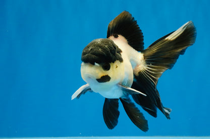 [SINGLE] Panda Oranda Male 4.5 inches #040326SO_08