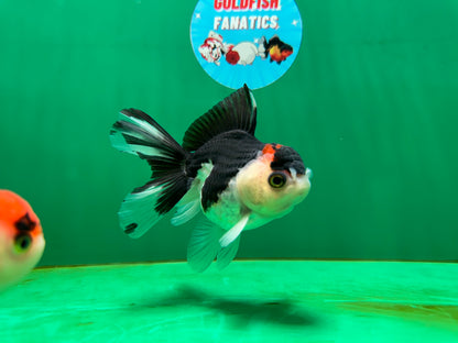 [COUPLE] Red Head Male & Tricolor Button Eyes Female Oranda 4 inches #052325CO_07