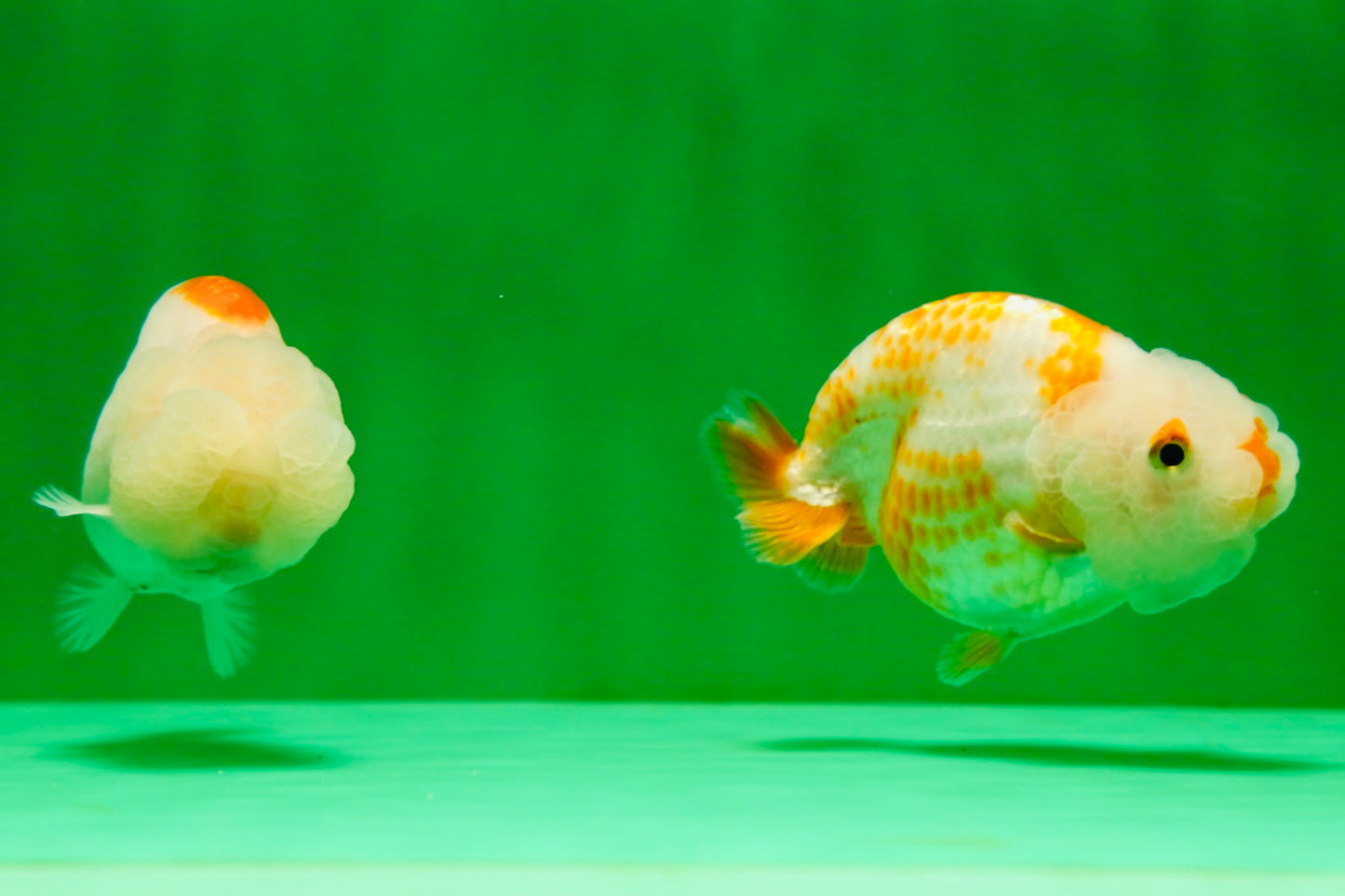 [COUPLE] Red White Lionchu Gender : Unknown 3 inches #041125_09
