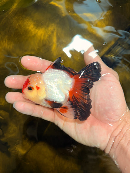 [SINGLE] Heart Face Tricolor Oranda Male 4-4.5 inches #030626SO_02