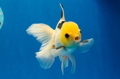 [SINGLE] Panda Oranda Male 4.5 inches #030626SO_03