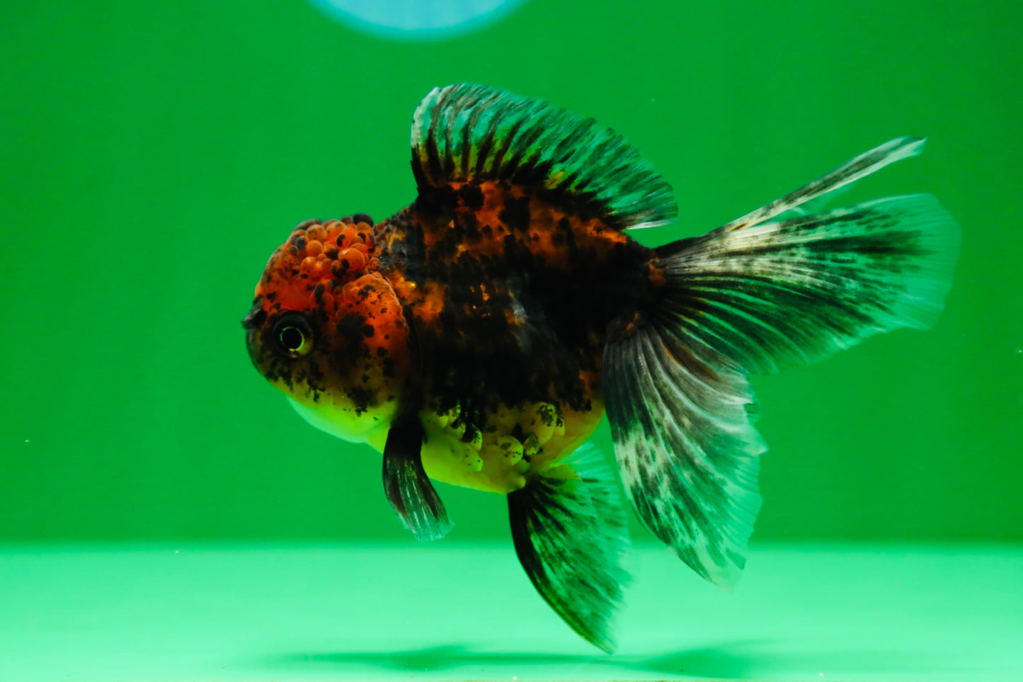 [SINGLE] Tiger Oranda Female 4.5 inches #090525SO_01