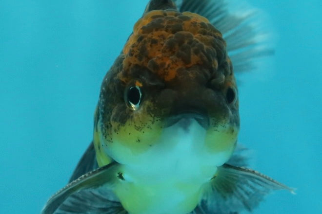 [SINGLE] Kirin Oranda Male 4-4.5 inches #112924SO_16