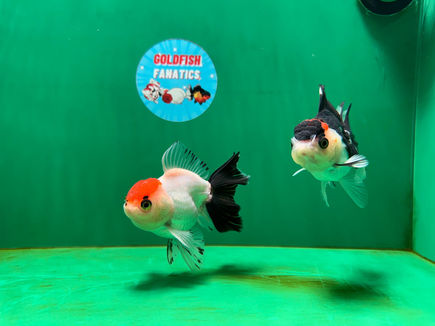[COUPLE] Red Head Male & Tricolor Button Eyes Female Oranda 4 inches #052325CO_07