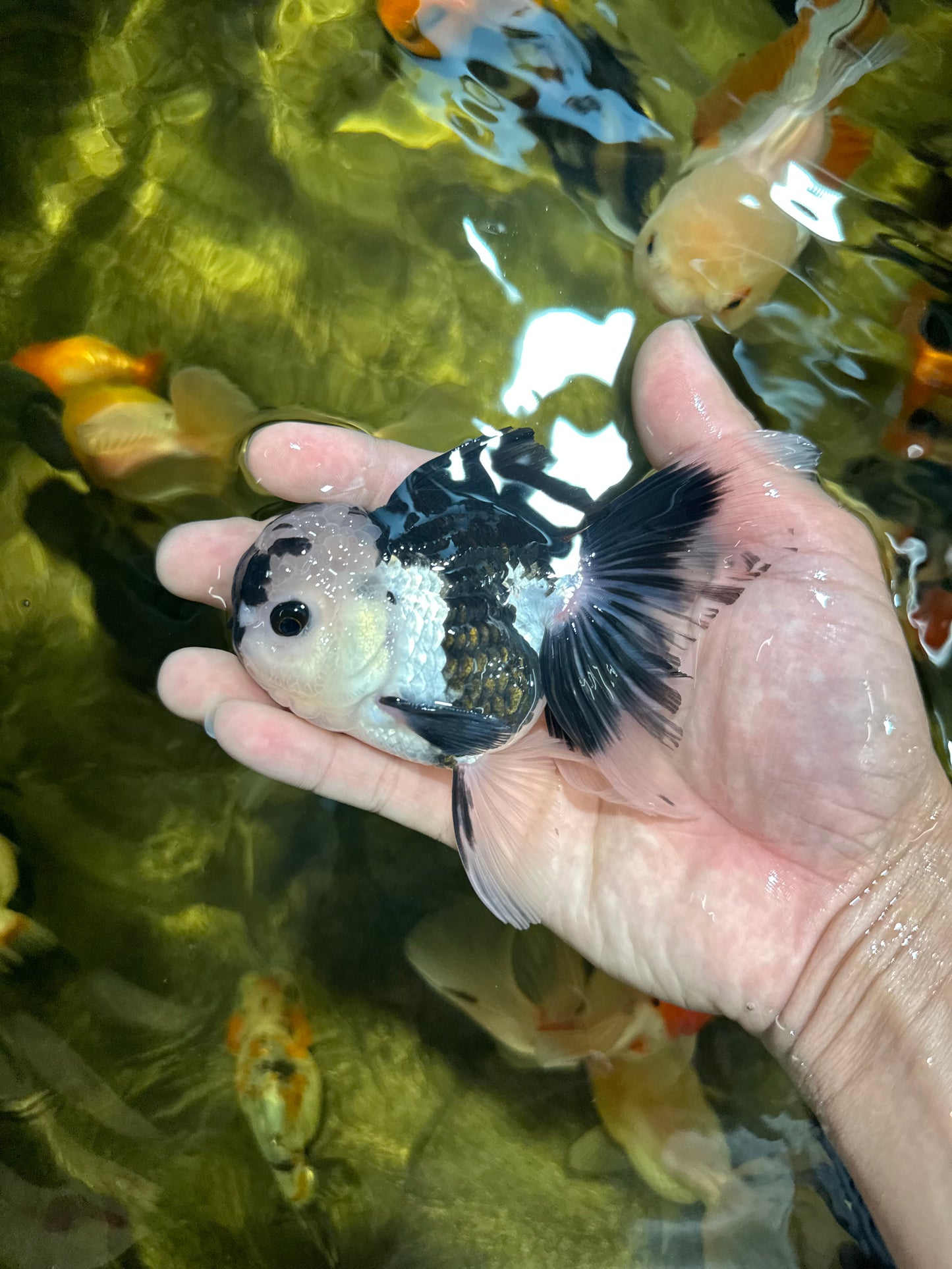 [QUAD] Mix Color All Male Oranda 4.5 inches #051625QO_08