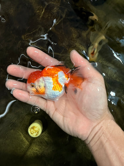 [SINGLE] Tricolor Oranda Male 4-4.5 inches #111425SO_01
