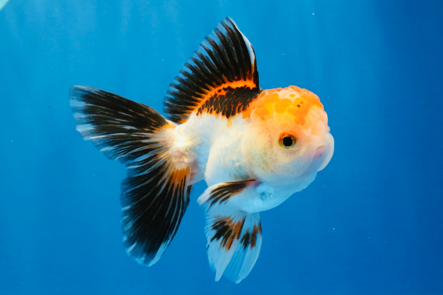 [SINGLE] Tricolor Oranda Male 4-4.5 inches #032026SO_06