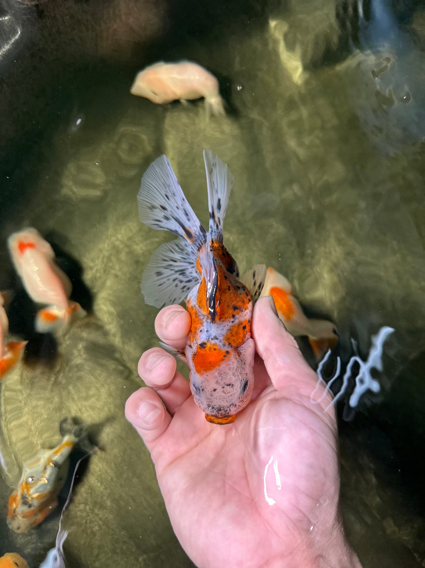 [COUPLE] Pepper Calico Female & Sakura Male Oranda 4.5-5 inches #050225CO_07