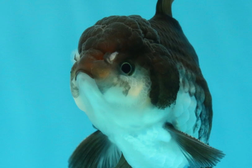 [SINGLE] Panda Oranda Male 4-4.5 inches #112924SO_07