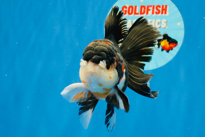 [SINGLE] Tricolor Oranda Male 4.5 inches #022726SO_01
