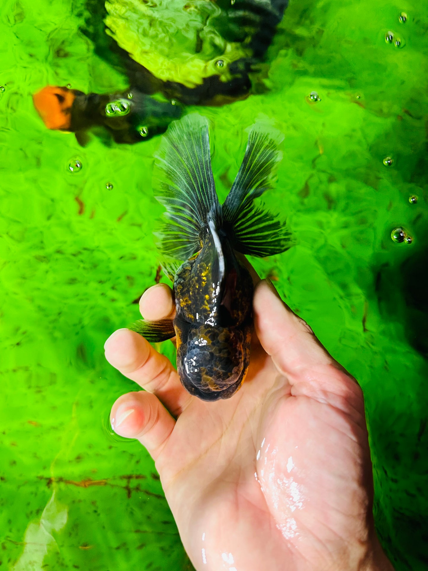 [SINGLE] Kirin Oranda Female size 4.5 inches #112224SO_06