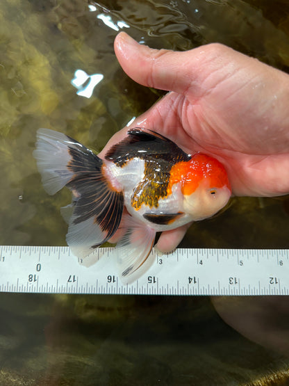 [SINGLE] Tricolor Oranda Male 4.5-5 inches #080125SO_16