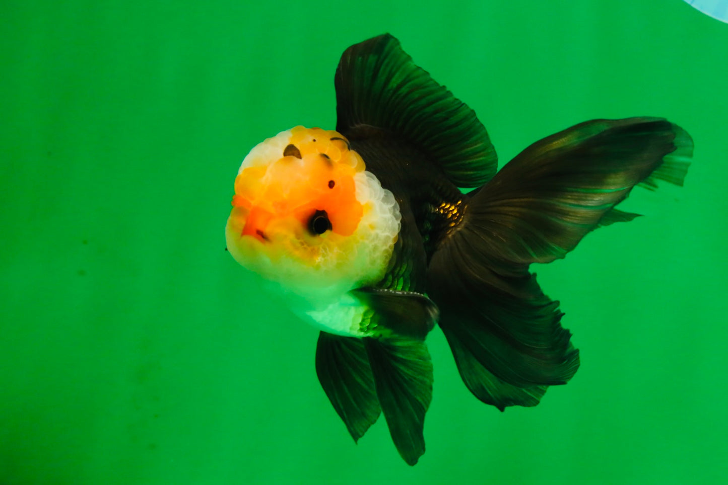 [SINGLE] Tricolor Male Oranda 4.5 inches #101025SO_09
