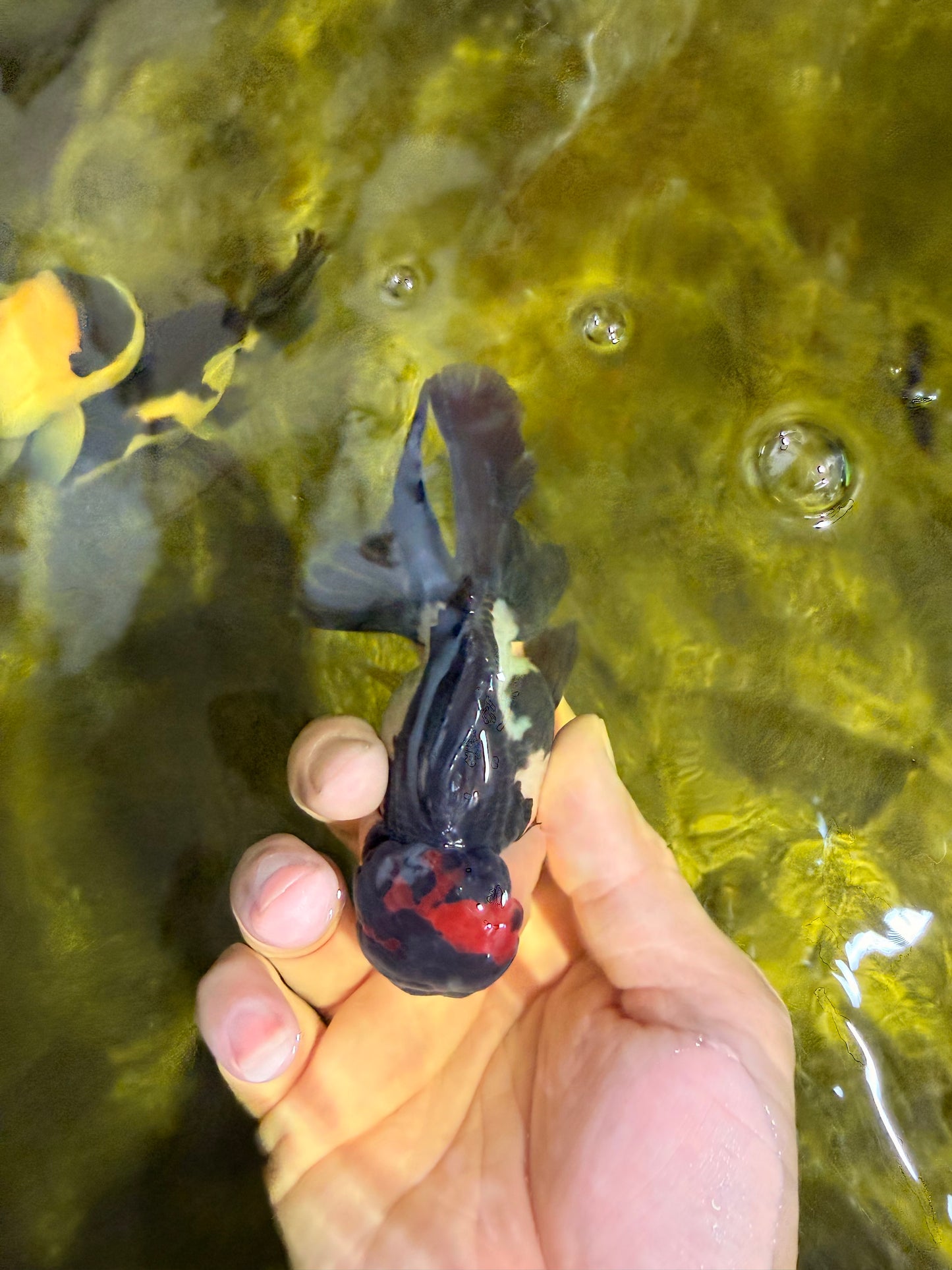 [SINGLE] Tricolor Bottom Eyes Oranda Male 4-4.5 inches #022726SO_07