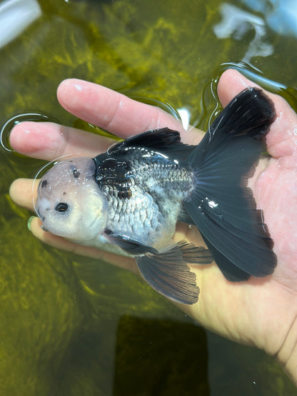 [SINGLE] Panda Oranda Male 4.5 inches #112924SO_08