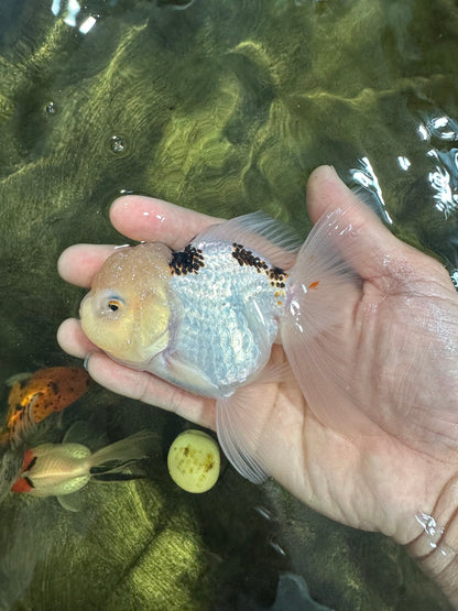 [SINGLE] Tricolor Oranda Female 4.5 inches #060625SO_06