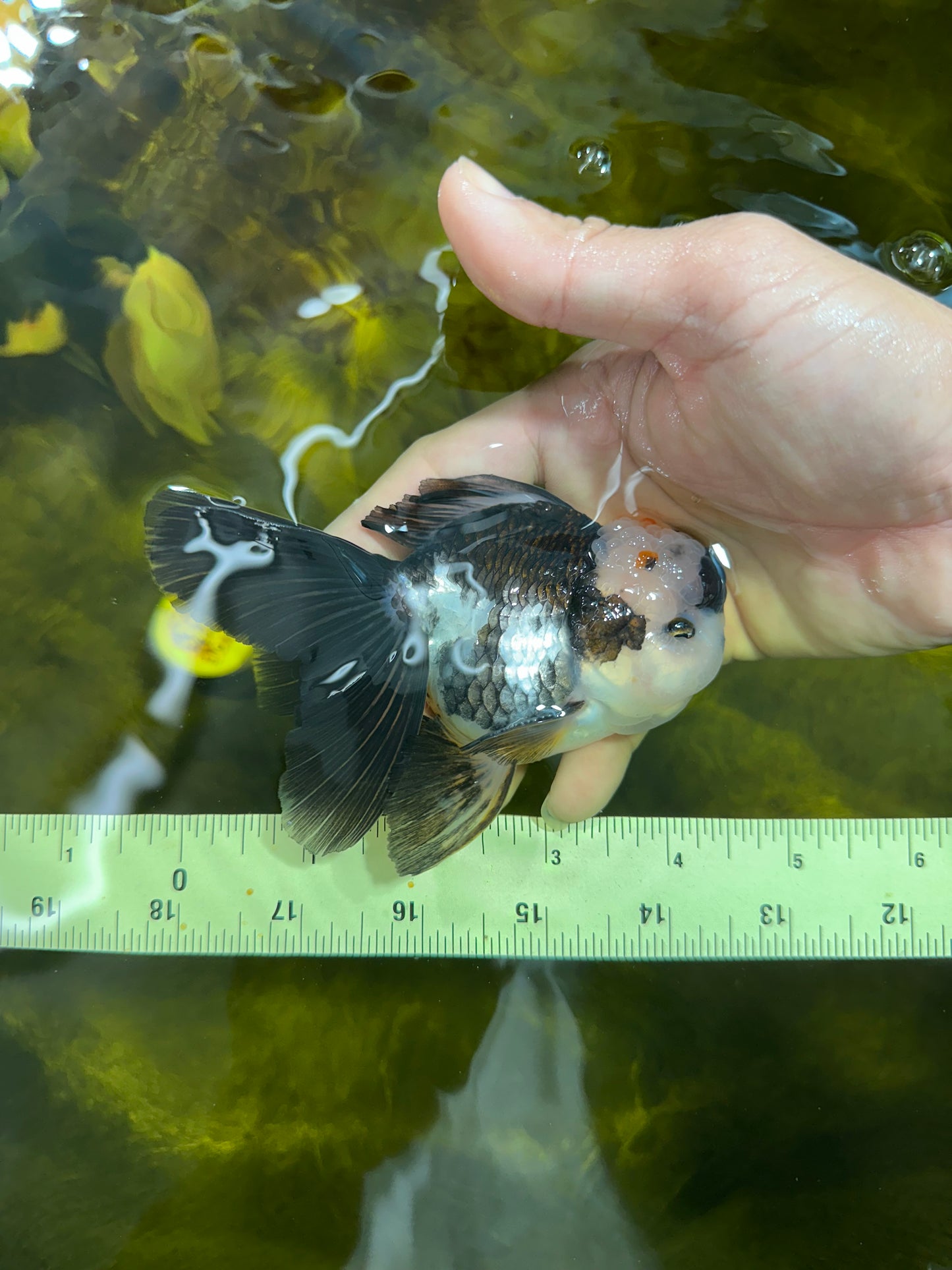 [SINGLE] Panda Oranda Male 4.5 inches #090525SO_04