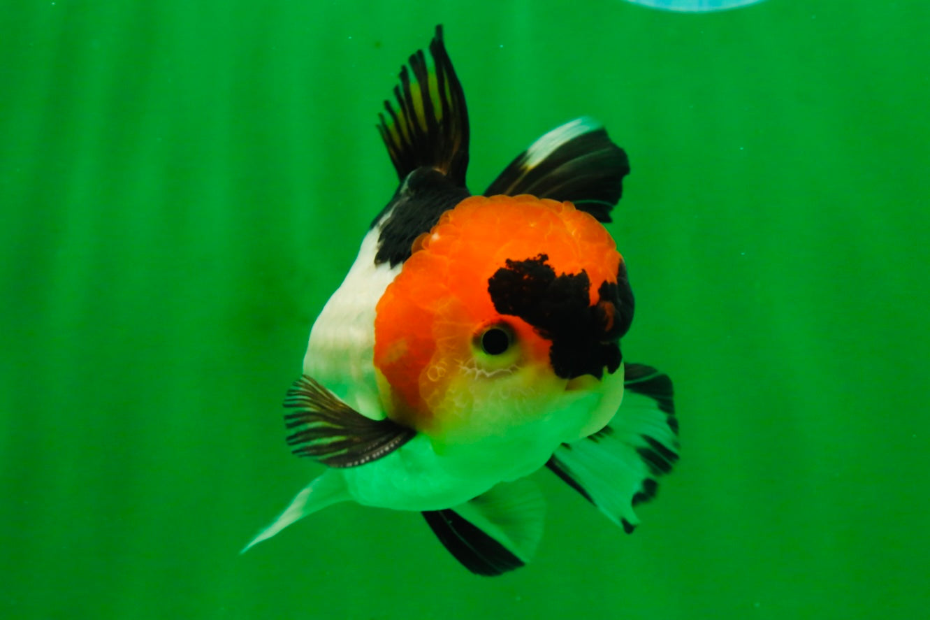 [SINGLE] Tricolor Oranda Male 4-4.5 inches #091925SO_07