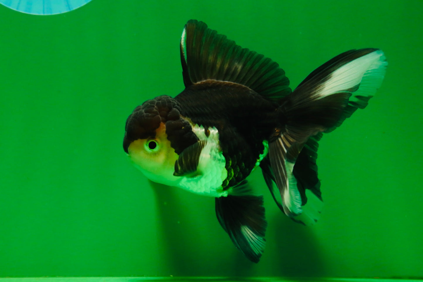 [SINGLE] Panda Male Oranda 4.5-5 inches #080125SO_07