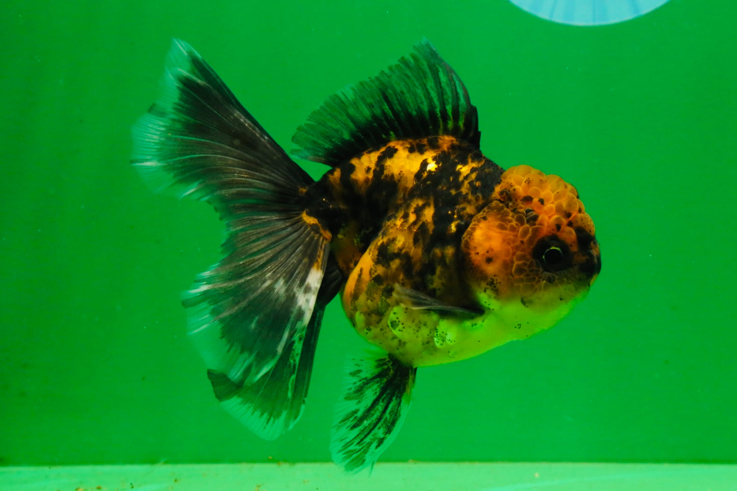 [SINGLE] Tiger Female 4.5 inches #101725SO_02