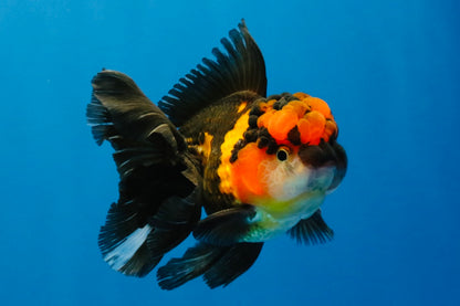 [SINGLE] Tricolor Oranda Male 4.5 inches #040326SO_09