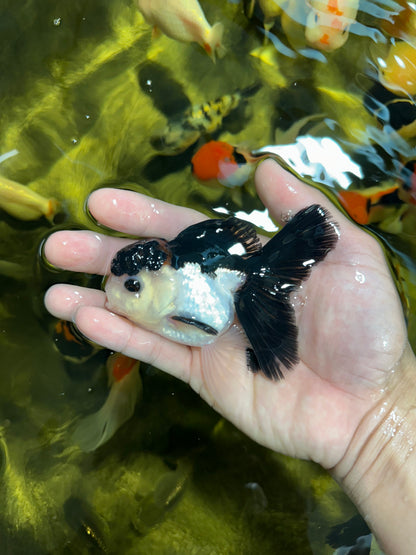 [COUPLE] Tricolor Female & Panda Male Oranda 4 inches #051625CO_07