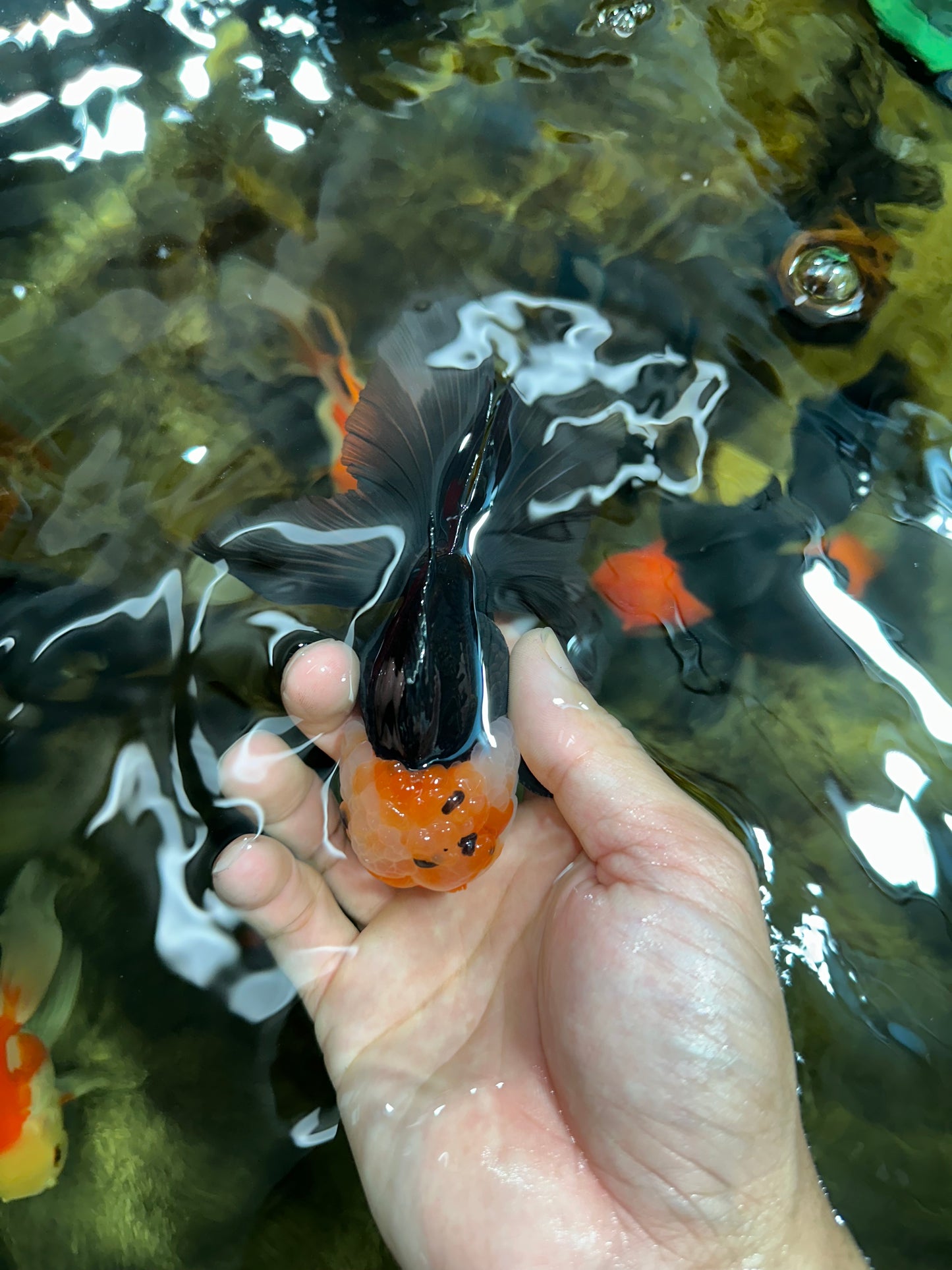 [SINGLE] Tricolor Male Oranda 4.5 inches #101025SO_09