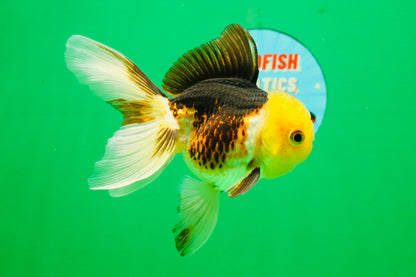 [SINGLE] Tricolor Male 4-4.5 inches #103125SO_03