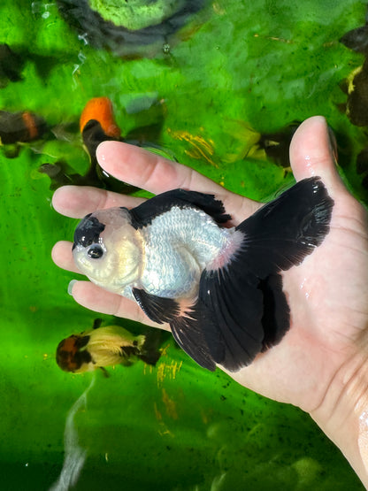 [SINGLE] Panda Oranda Male size 4.5 inches #111524SO_19