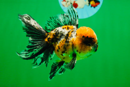 [SINGLE] Tiger Oranda Male 4.5 inches #082225SO_04