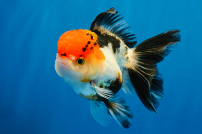 [SINGLE] Tricolor Oranda Female 4-4.5 inches #041026SO_01
