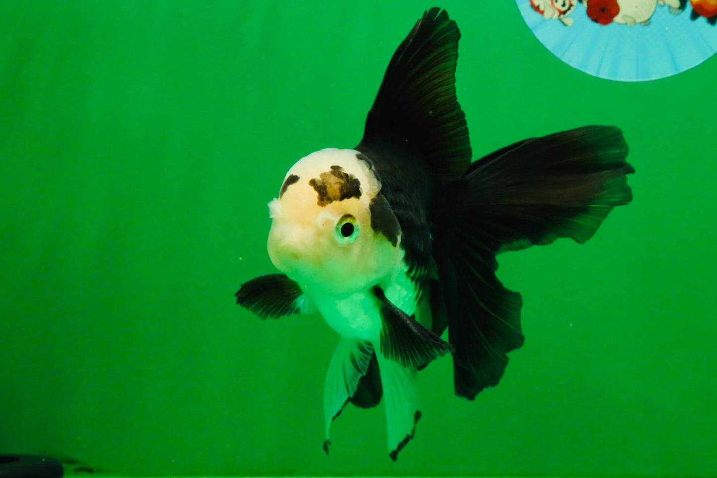[SINGLE] Panda Oranda Male 5 inches #112125SO_03