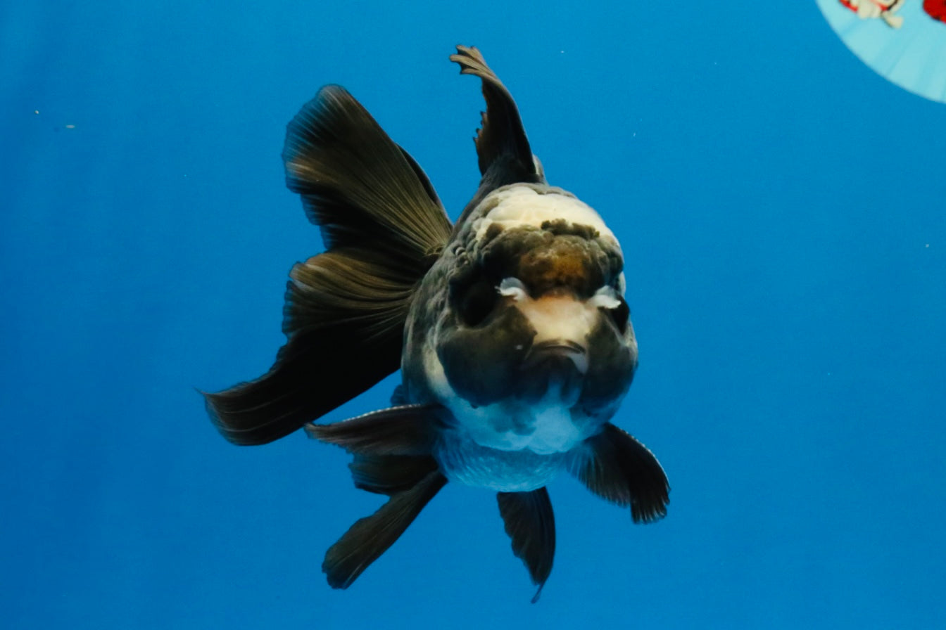 [SINGLE] Panda Oranda Male 4-4.5 inches #040326SO_06