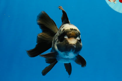 [SINGLE] Panda Oranda Male 4-4.5 inches #040326SO_06