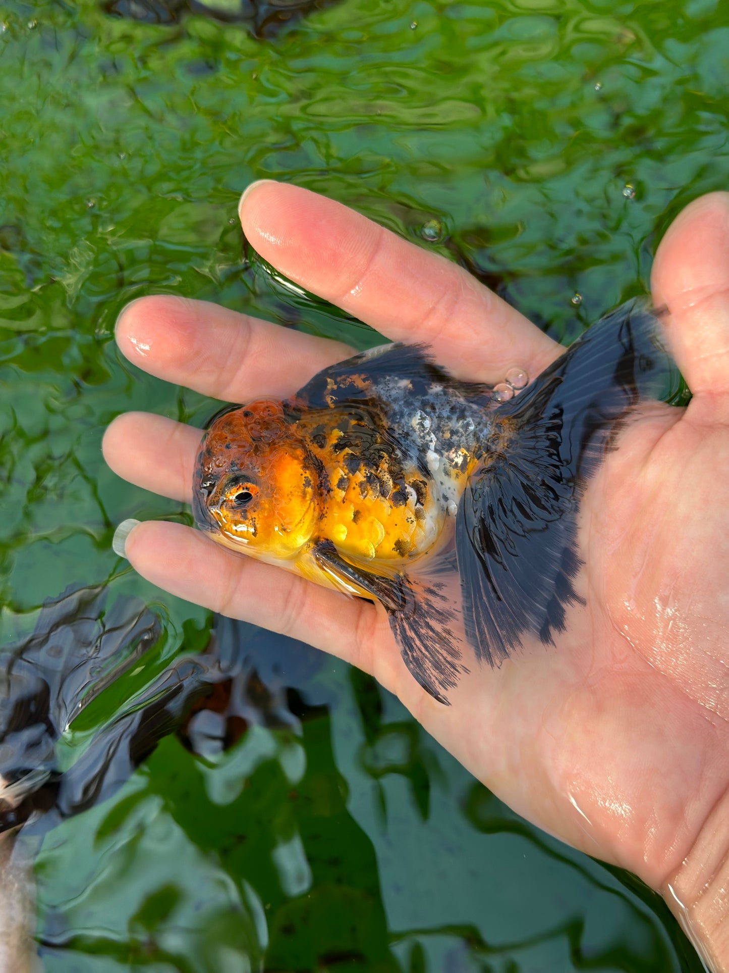 [SINGLE] Calico Oranda Male size 4 inches #112224SO_01