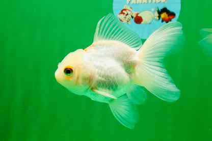 [QUAD] Mixed Color Oranda 3.5-4.5 inches #121925QO_04