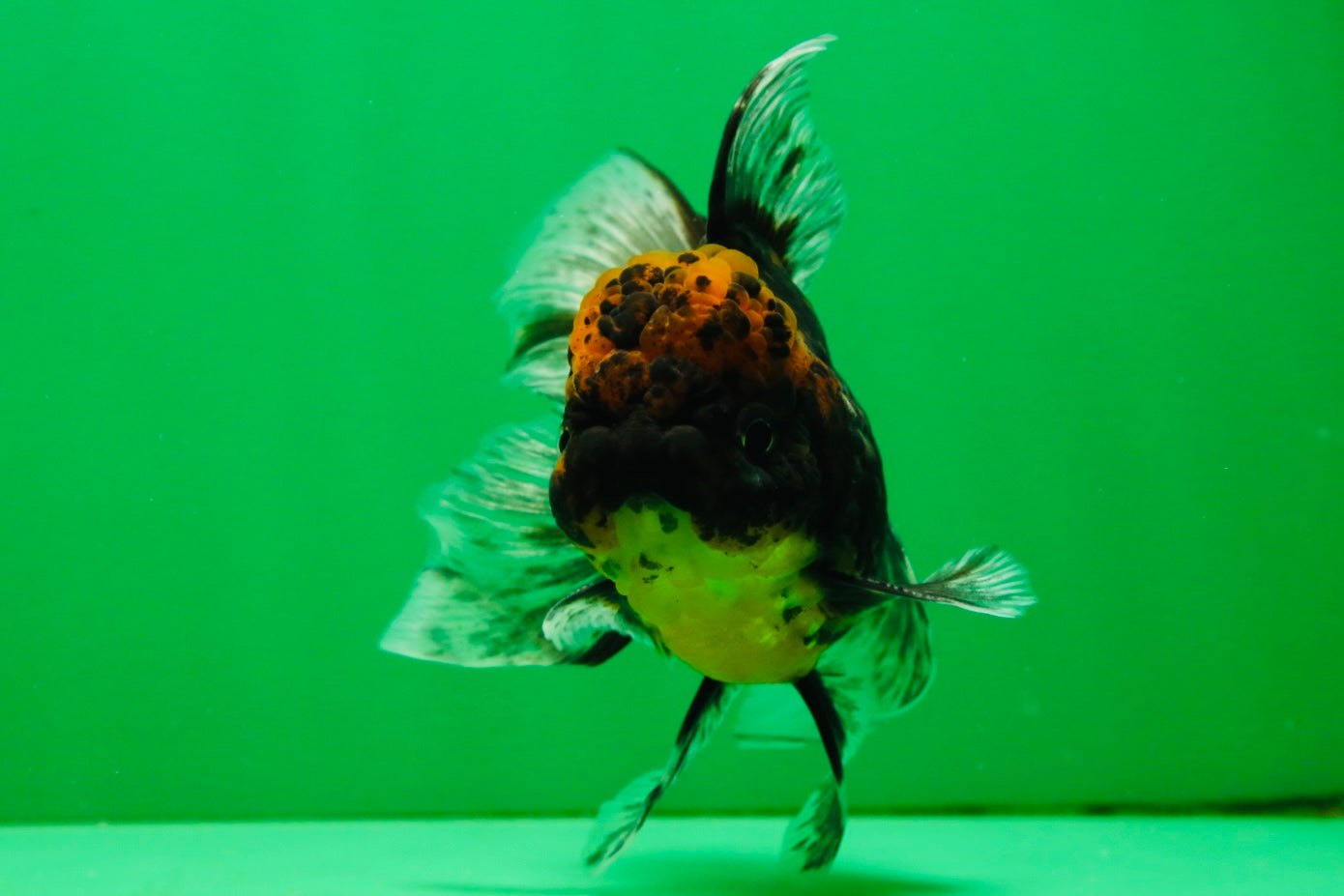 [COUPLE] Tiger Male & Panda Female Oranda 4.5 inches #101025CO_06
