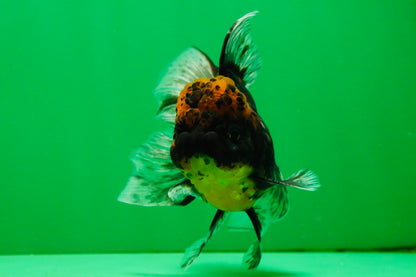 [COUPLE] Tiger Male & Panda Female Oranda 4.5 inches #101025CO_06