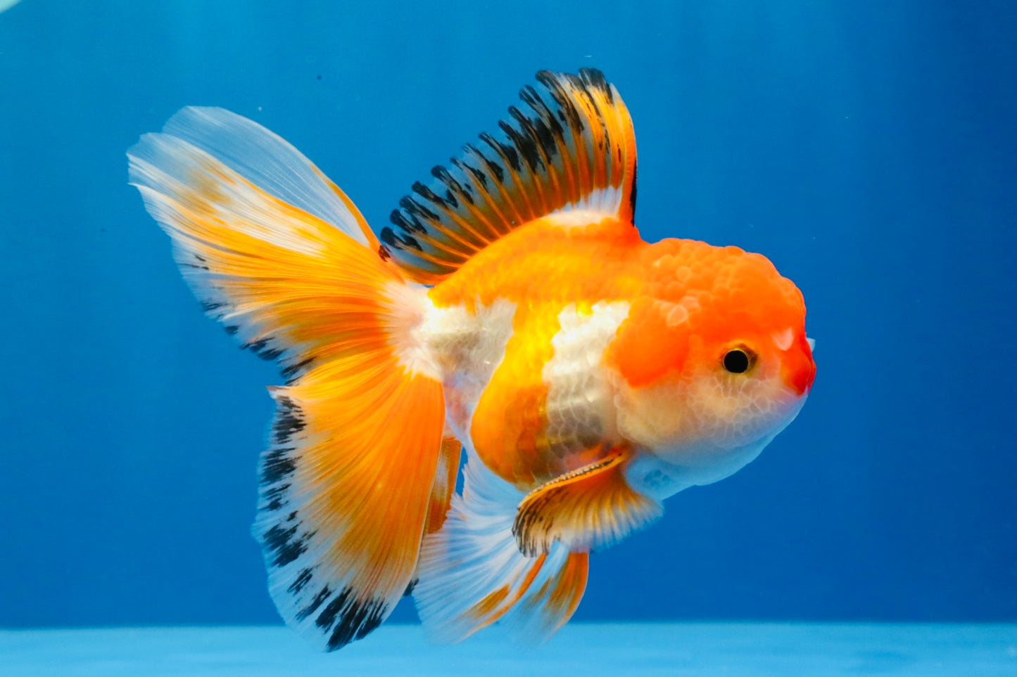 [SINGLE] Red White Oranda Male 4.5 inches #031326SO_07