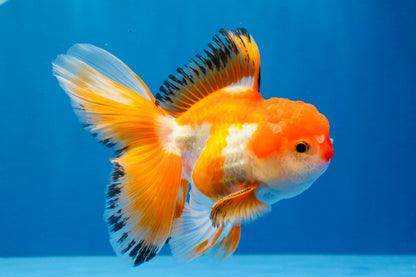 [SINGLE] Red White Oranda Male 4.5 inches #031326SO_07