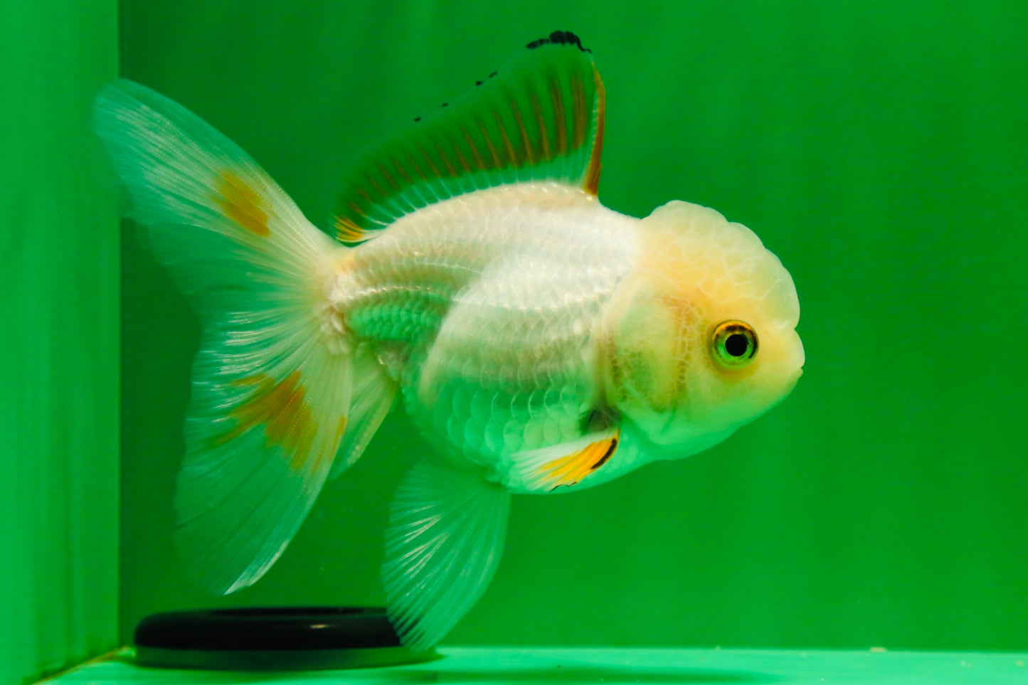 [SINGLE] Orange White Beauty Oranda Female 4.5 inches #041125_07