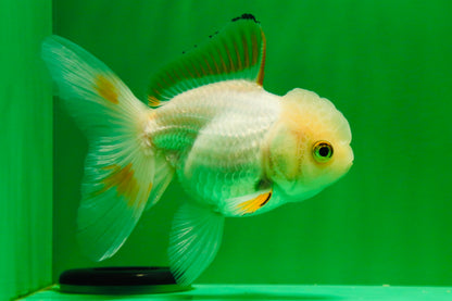 [SINGLE] Orange White Beauty Oranda Female 4.5 inches #041125_07