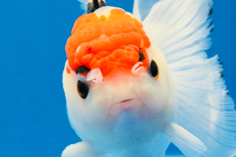 [SINGLE] Tricolor Oranda Male 4.5 inches #022726SO_02