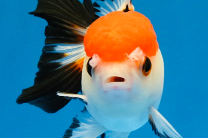 [SINGLE] Tricolor Oranda Female 4-4.5 inches #041026SO_06